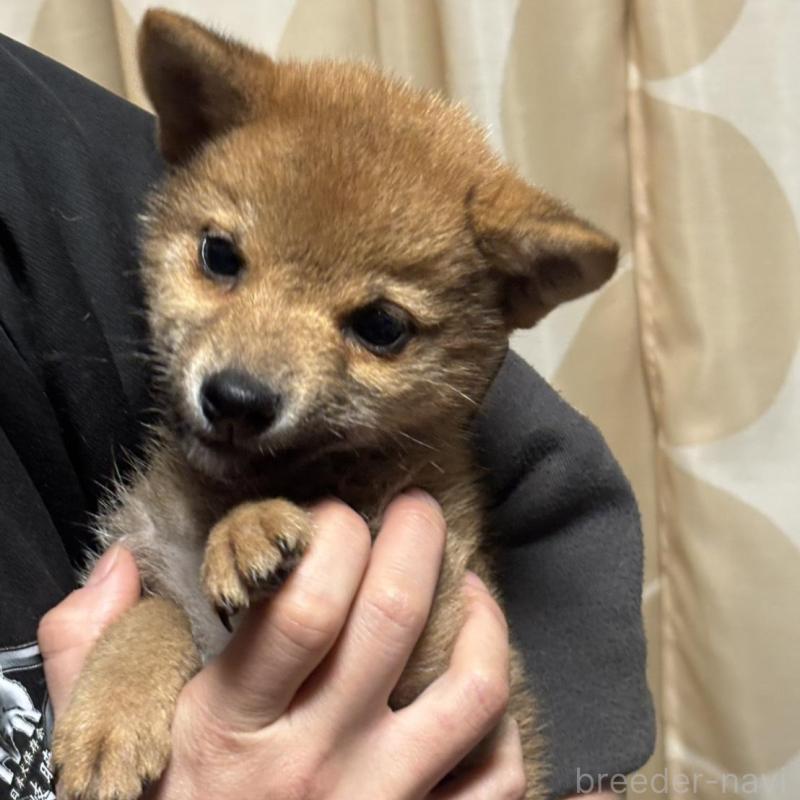 販売中の香川県の柴犬-433723の3枚目