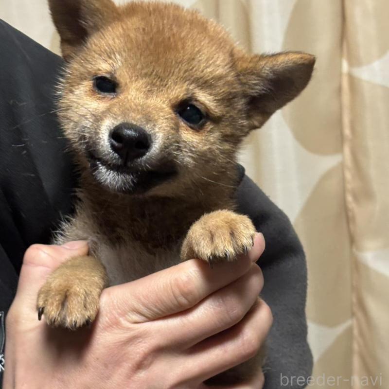 販売中の香川県の柴犬-433723の2枚目