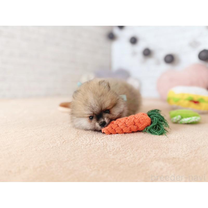 販売中の北海道のポメラニアン-433757の5枚目