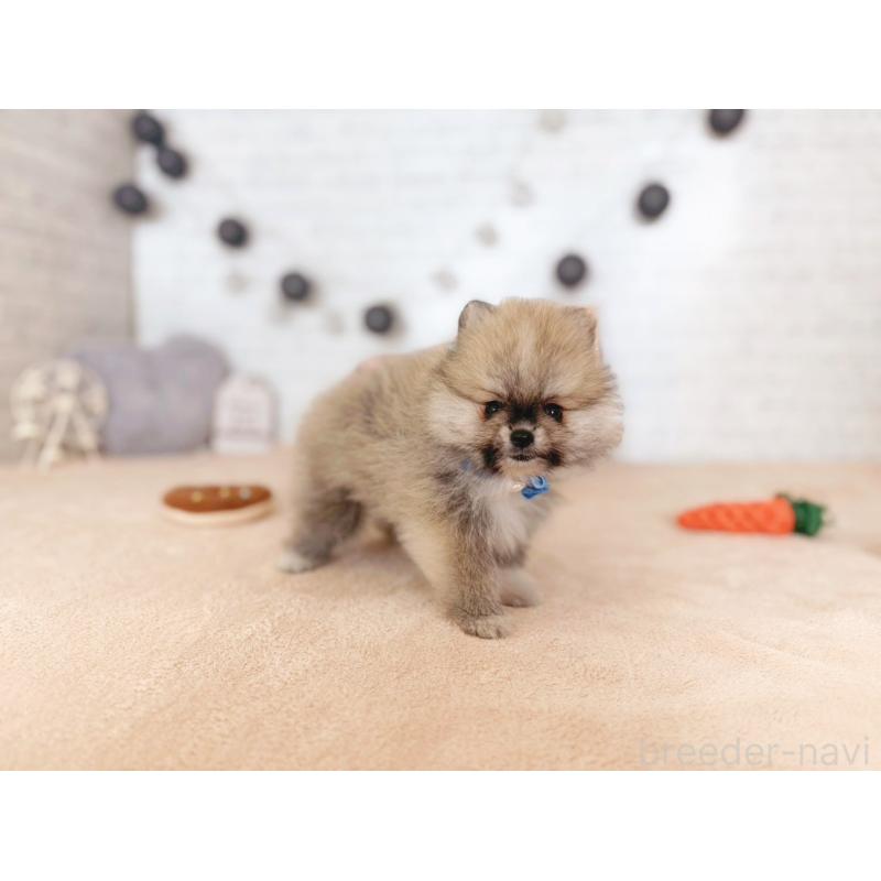 販売中の北海道のポメラニアン-433757の4枚目