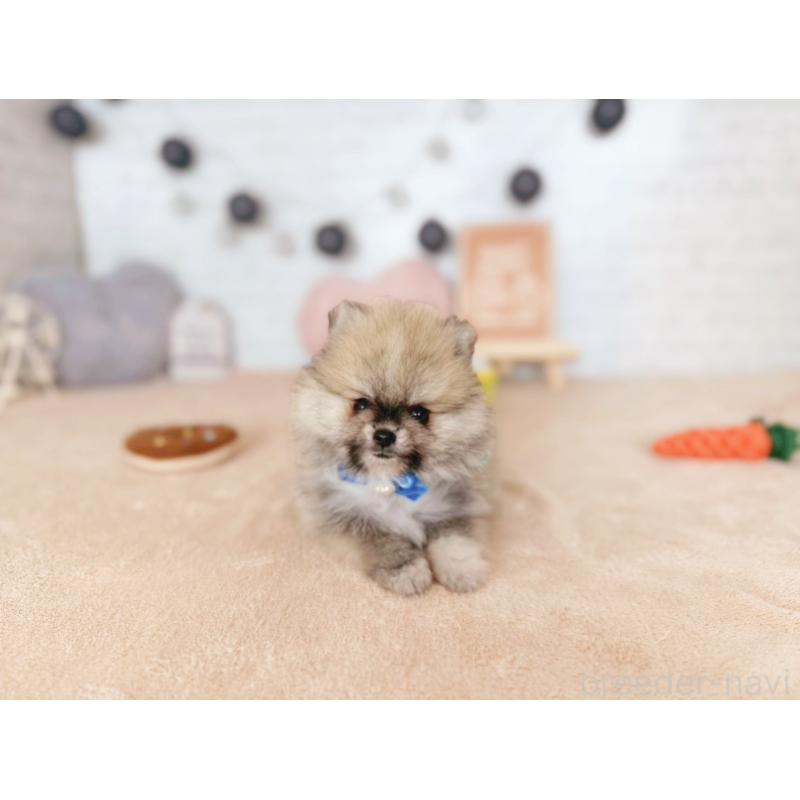 販売中の北海道のポメラニアン-433757の3枚目