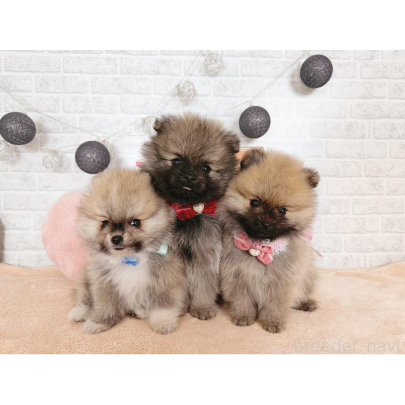 販売中の北海道のポメラニアン-433757の2枚目