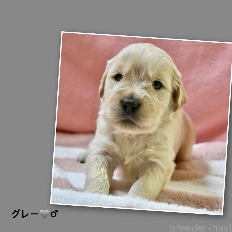 販売中の大阪府のゴールデンレトリーバー-433735