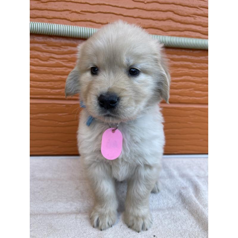 販売中の茨城県のゴールデンレトリーバー-433724の6枚目