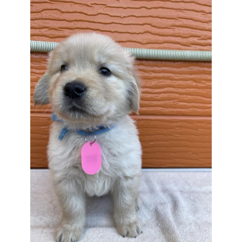 販売中の茨城県のゴールデンレトリーバー-433724の5枚目