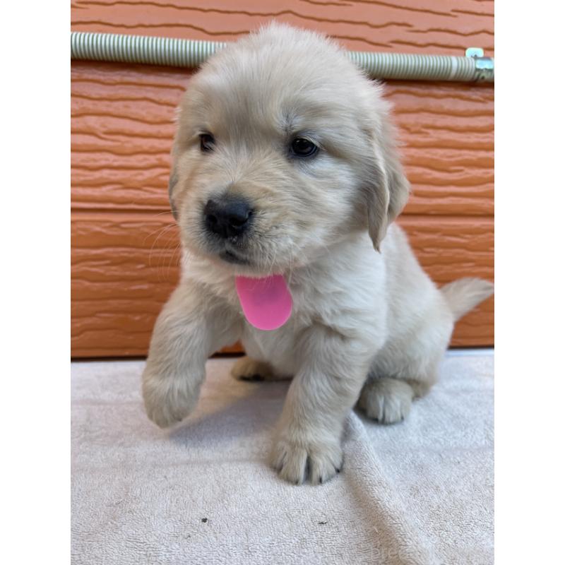 販売中の茨城県のゴールデンレトリーバー-433724の4枚目