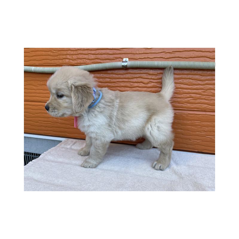 販売中の茨城県のゴールデンレトリーバー-433724の3枚目