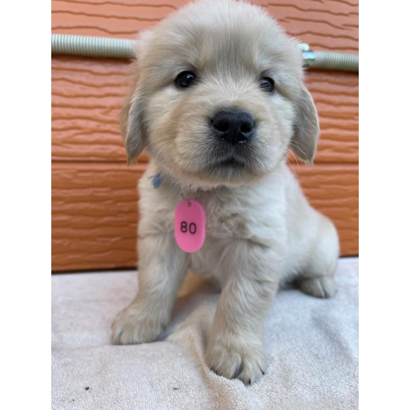 販売中の茨城県のゴールデンレトリーバー-433724の2枚目