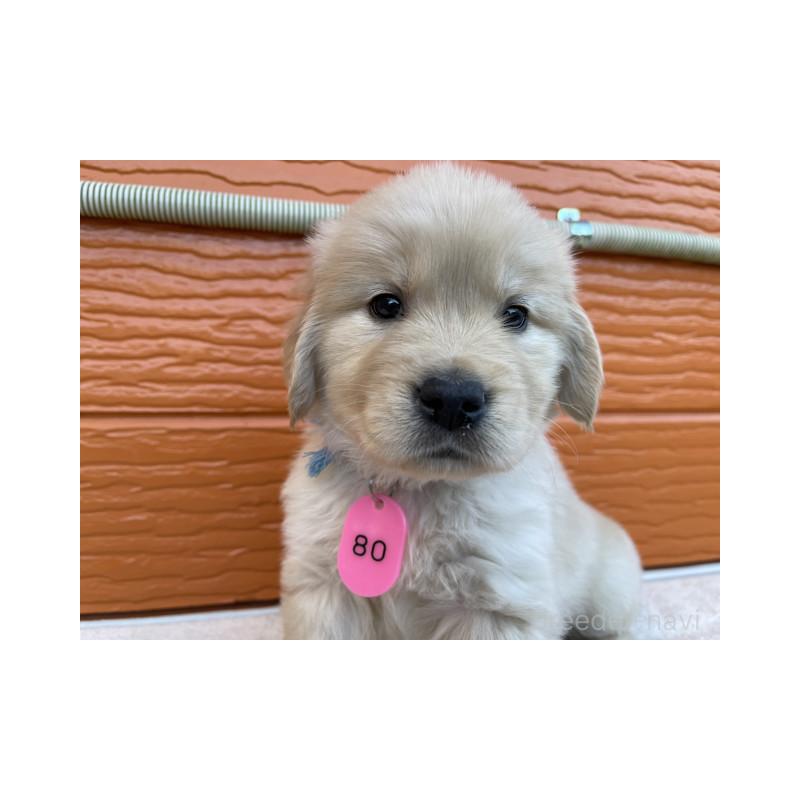 販売中の茨城県のゴールデンレトリーバー-433724