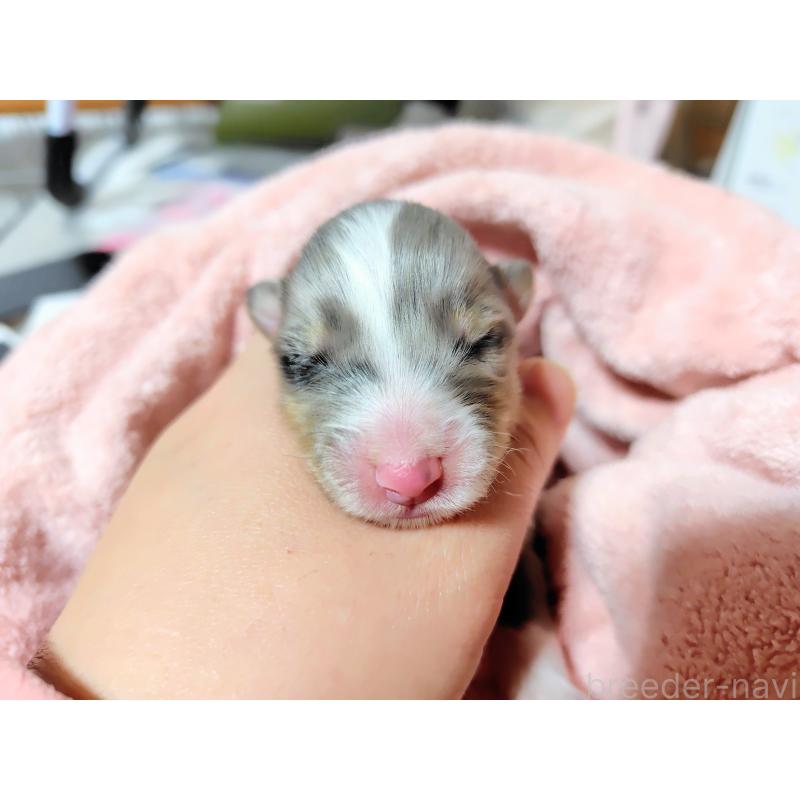 販売中の広島県のシェットランドシープドッグ(シェルティ)-433725の3枚目