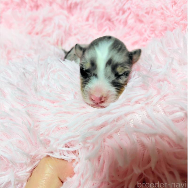 販売中の広島県のシェットランドシープドッグ(シェルティ)-433725の2枚目