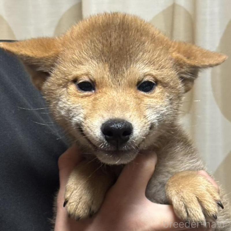 販売中の香川県の柴犬-433726の5枚目