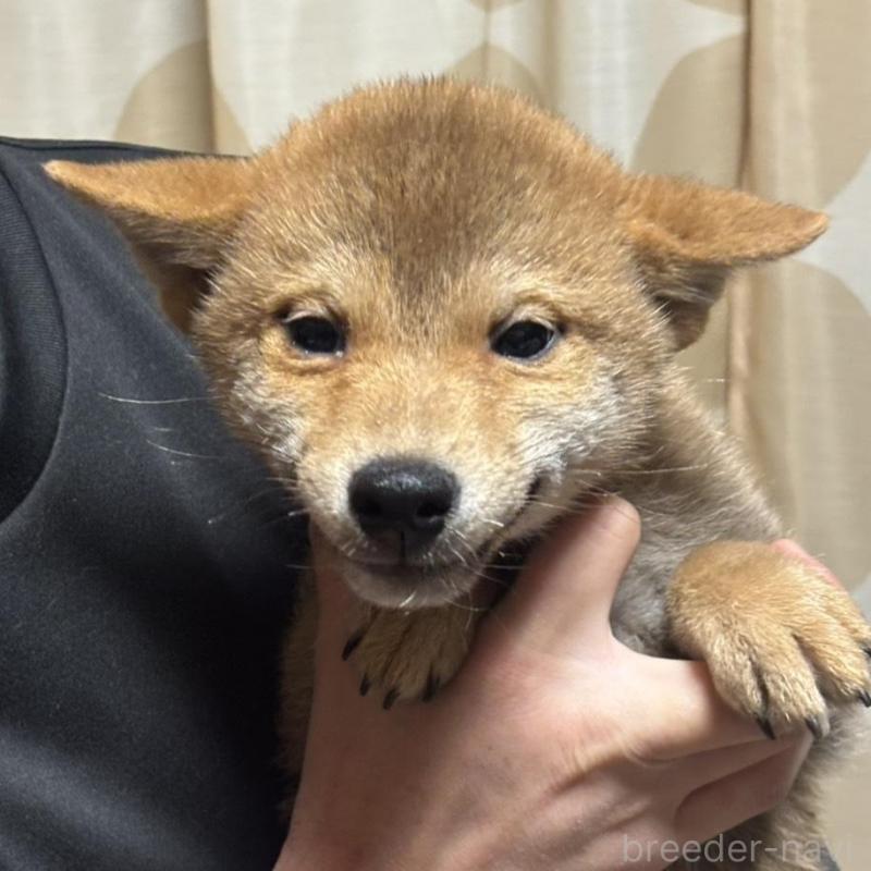 販売中の香川県の柴犬-433726の3枚目