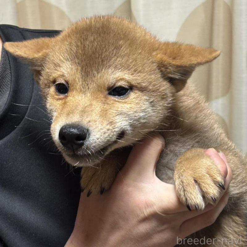 販売中の香川県の柴犬-433726の2枚目