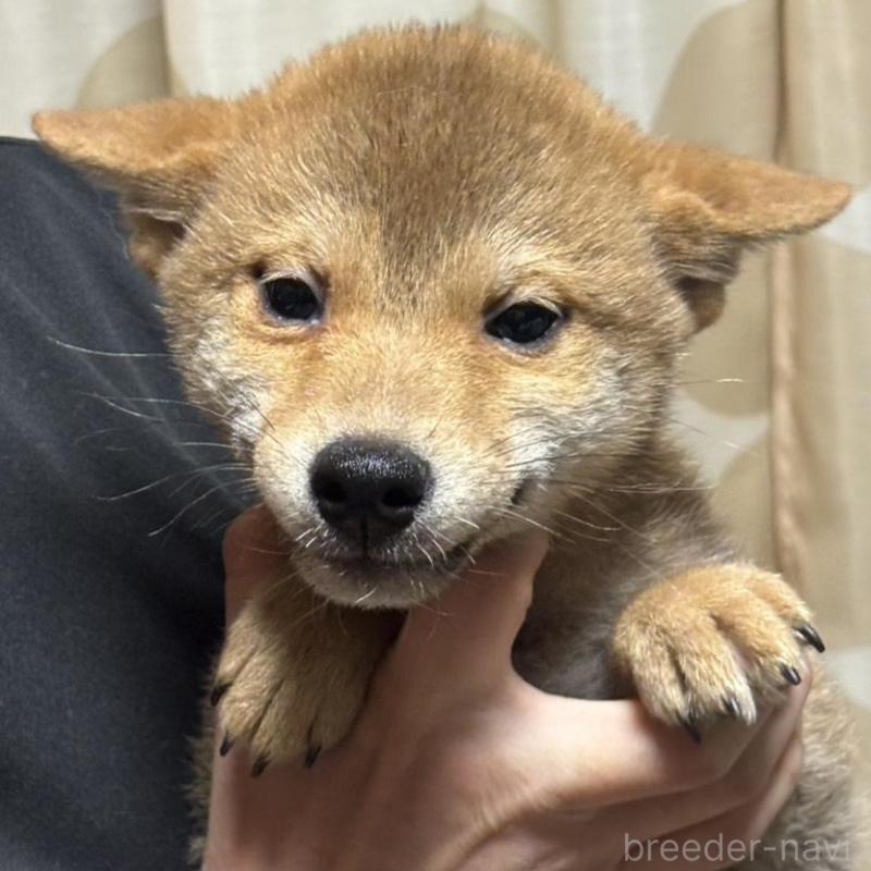 販売中の香川県の柴犬-433726