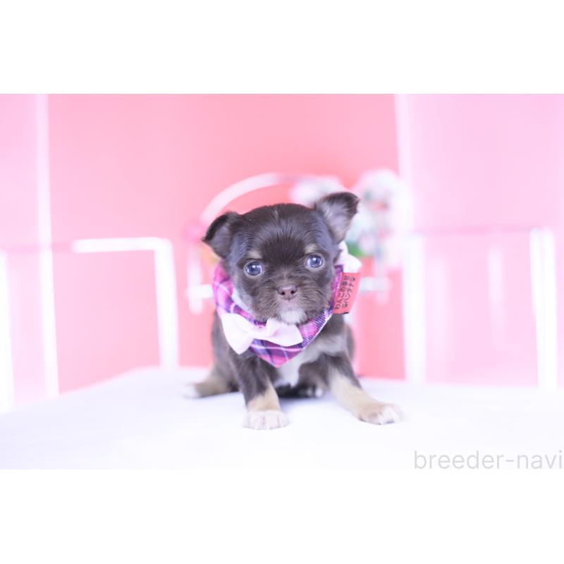 販売中の愛知県のチワワ(ロングコート)-433734の13枚目