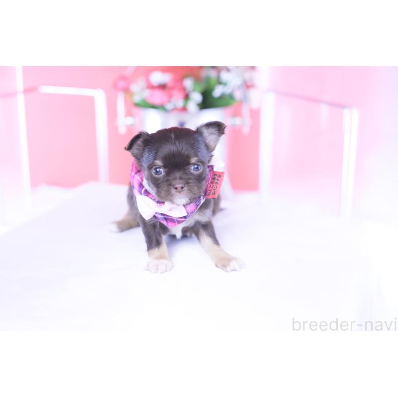 販売中の愛知県のチワワ(ロングコート)-433734の12枚目