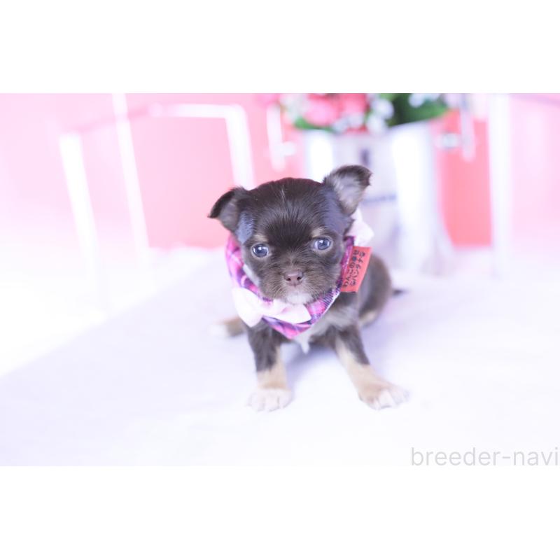 販売中の愛知県のチワワ(ロングコート)-433734の11枚目