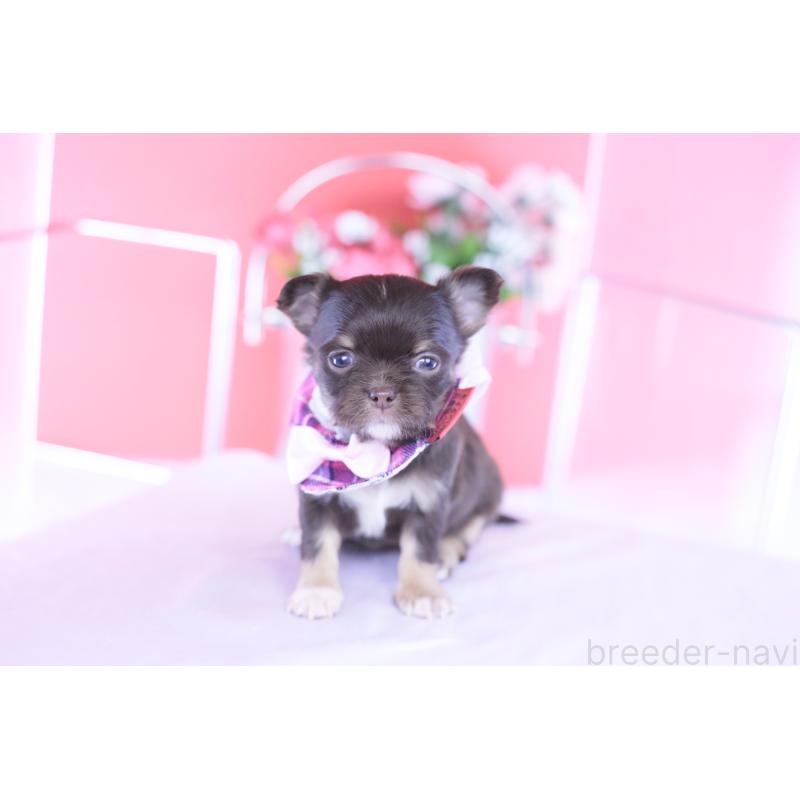 販売中の愛知県のチワワ(ロングコート)-433734の10枚目