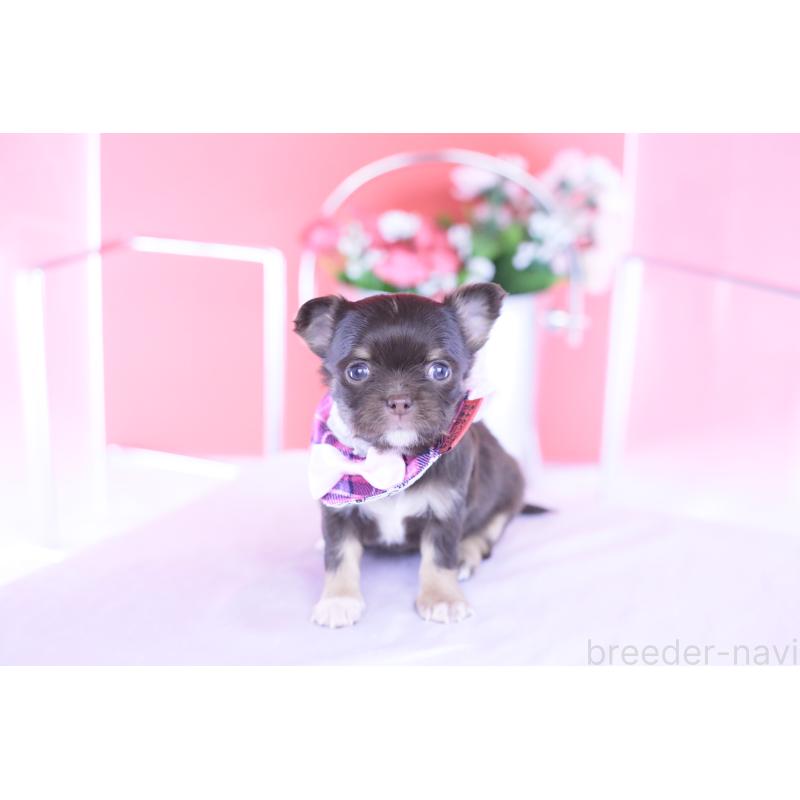 販売中の愛知県のチワワ(ロングコート)-433734の9枚目