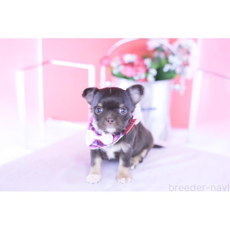 販売中の愛知県のチワワ(ロングコート)-433734の8枚目