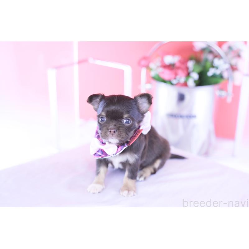 販売中の愛知県のチワワ(ロングコート)-433734の6枚目