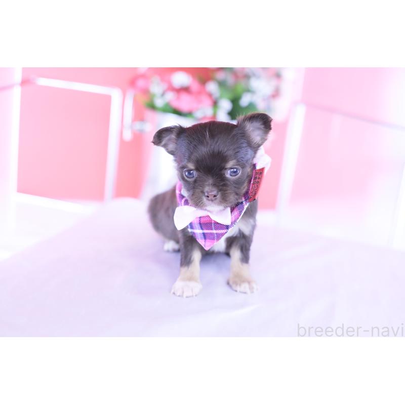 販売中の愛知県のチワワ(ロングコート)-433734の5枚目