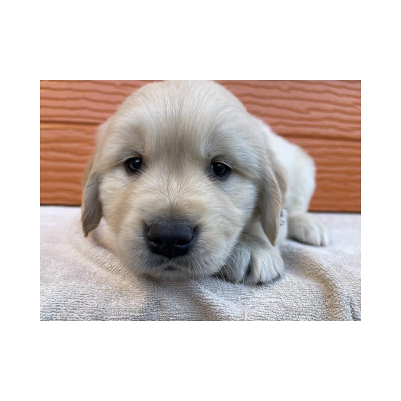 販売中の茨城県のゴールデンレトリーバー-433727の8枚目