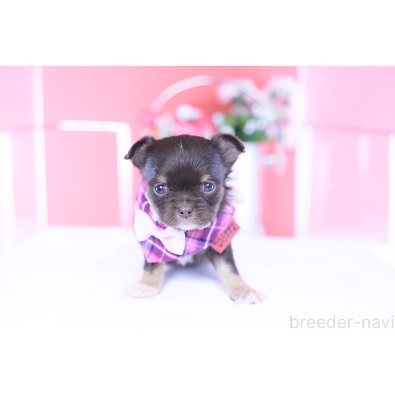 販売中の愛知県のチワワ(ロングコート)-433734の2枚目