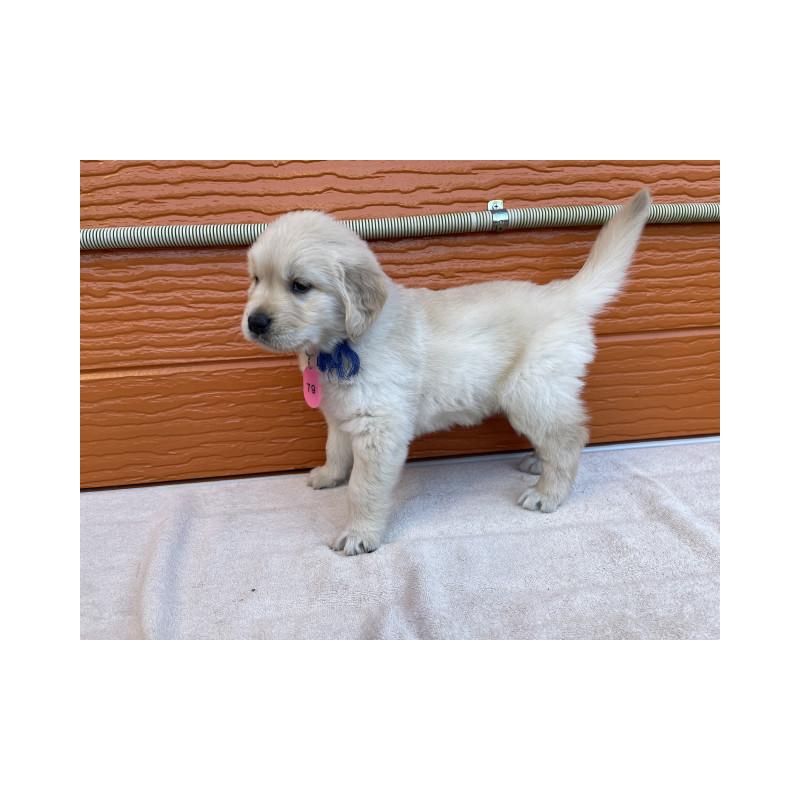 販売中の茨城県のゴールデンレトリーバー-433727の7枚目