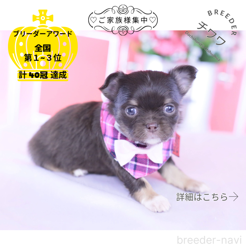 販売中の愛知県のチワワ(ロングコート)-433734