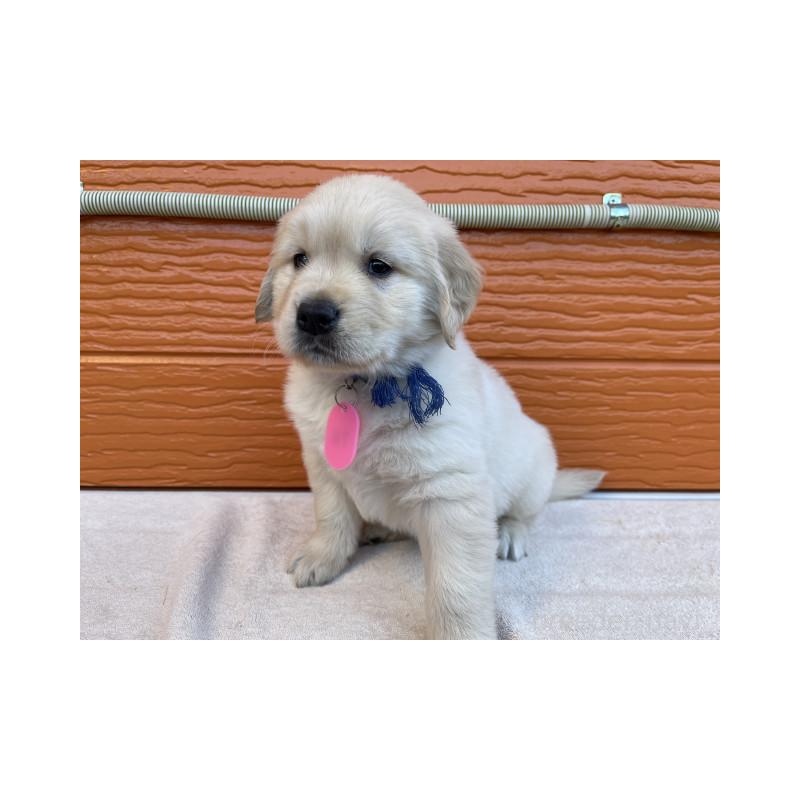 販売中の茨城県のゴールデンレトリーバー-433727の6枚目