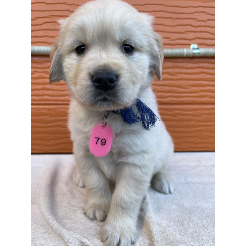 販売中の茨城県のゴールデンレトリーバー-433727の5枚目