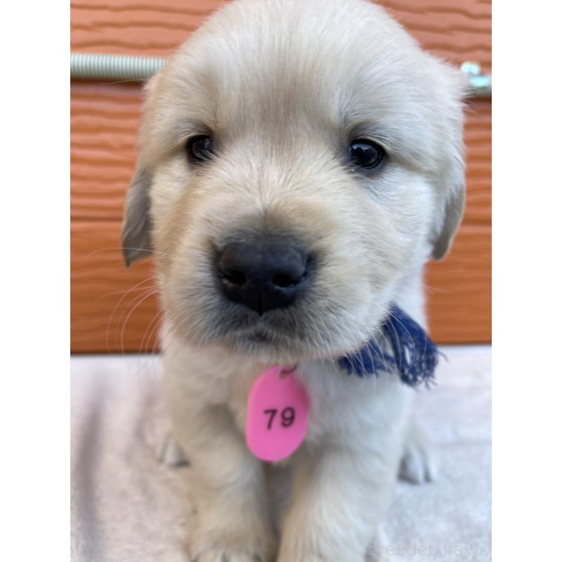 販売中の茨城県のゴールデンレトリーバー-433727の4枚目