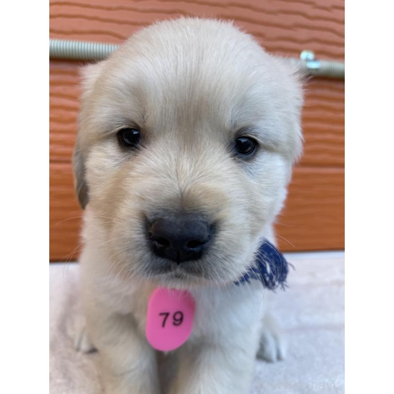 販売中の茨城県のゴールデンレトリーバー-433727の3枚目