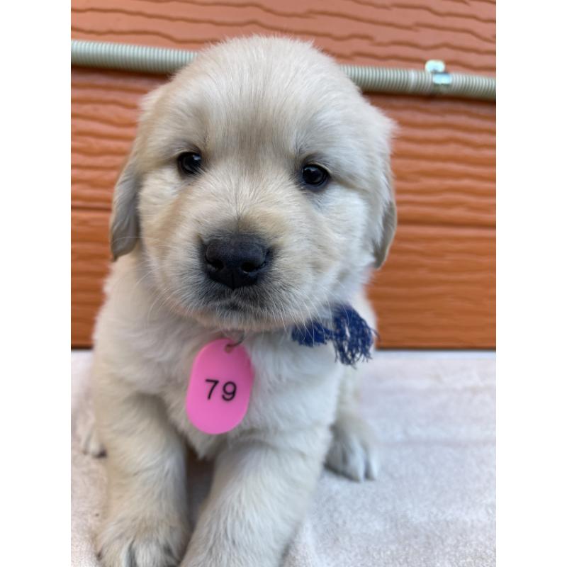 販売中の茨城県のゴールデンレトリーバー-433727の2枚目