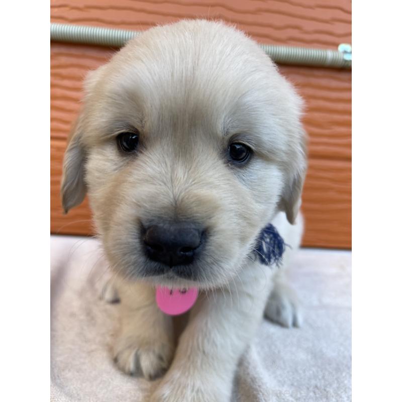 販売中の茨城県のゴールデンレトリーバー-433727