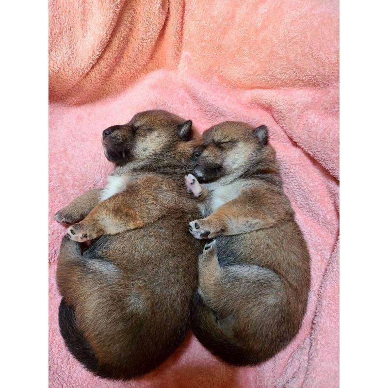 販売中の山形県の豆柴-433730の3枚目