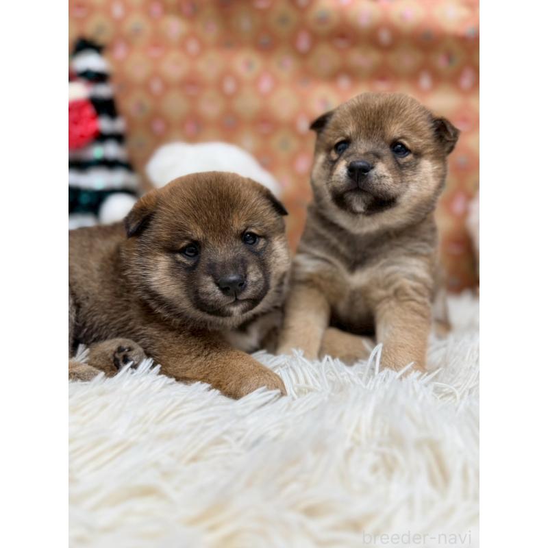 販売中の山形県の豆柴-433730の2枚目