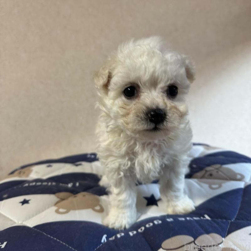 販売中の徳島県のビションフリーゼ-433731の1枚目