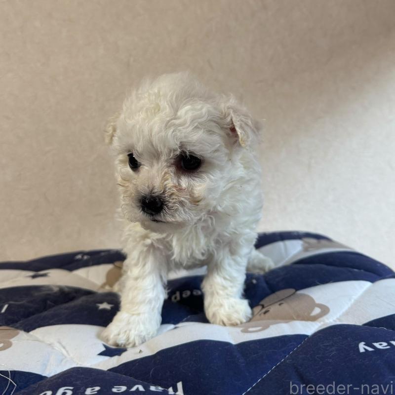 販売中の徳島県のビションフリーゼ-433731の3枚目