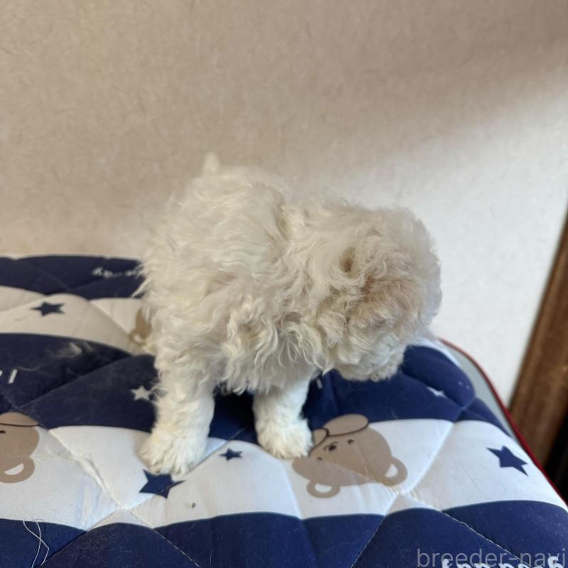 販売中の徳島県のビションフリーゼ-433731の2枚目