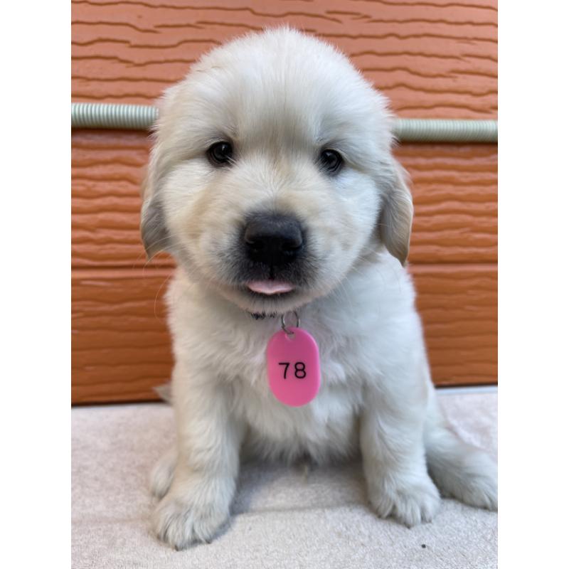 販売中の茨城県のゴールデンレトリーバー-433733の7枚目