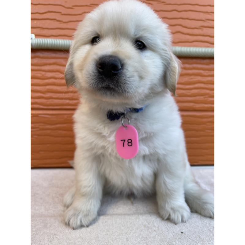 販売中の茨城県のゴールデンレトリーバー-433733の6枚目