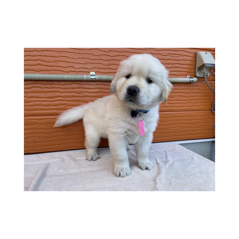 販売中の茨城県のゴールデンレトリーバー-433733の5枚目