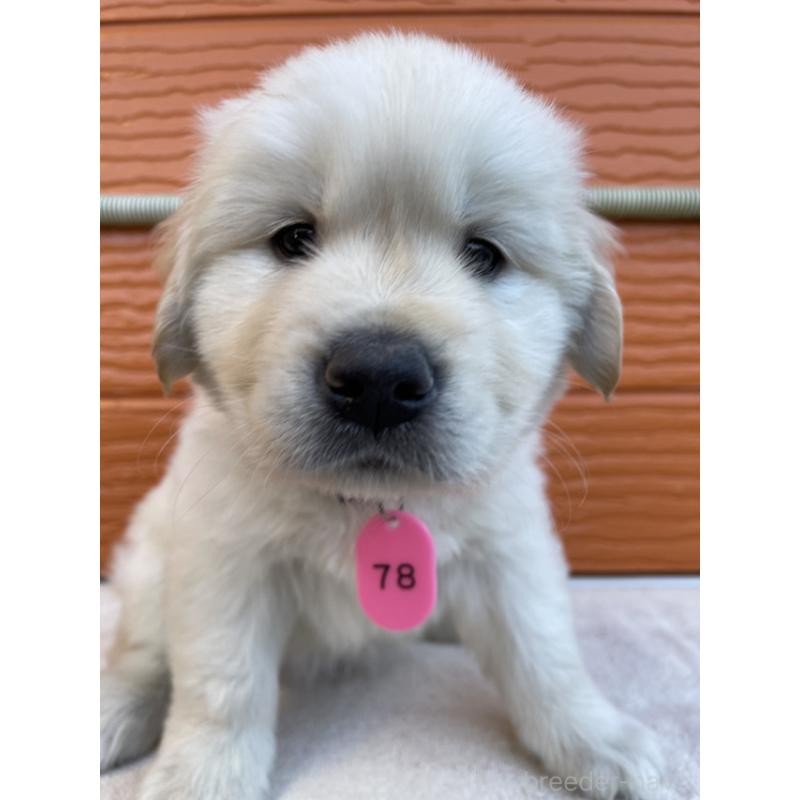 販売中の茨城県のゴールデンレトリーバー-433733の4枚目