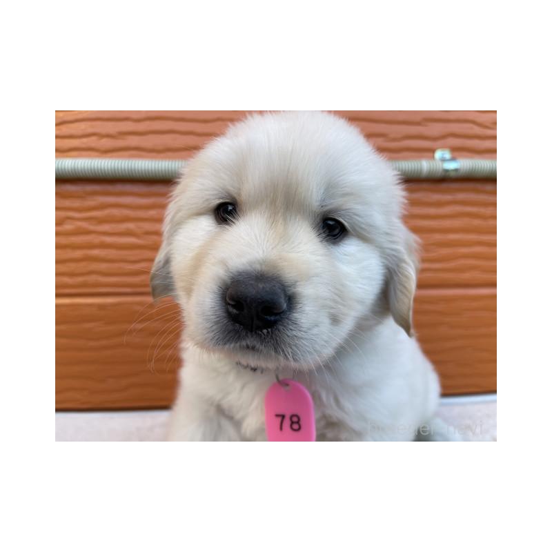 販売中の茨城県のゴールデンレトリーバー-433733の3枚目