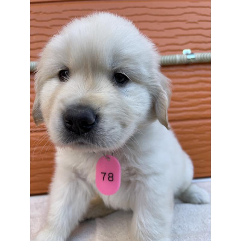 販売中の茨城県のゴールデンレトリーバー-433733の2枚目