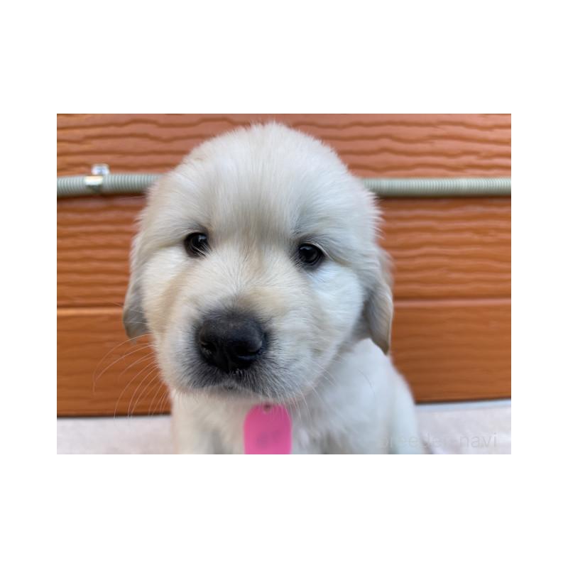 販売中の茨城県のゴールデンレトリーバー-433733