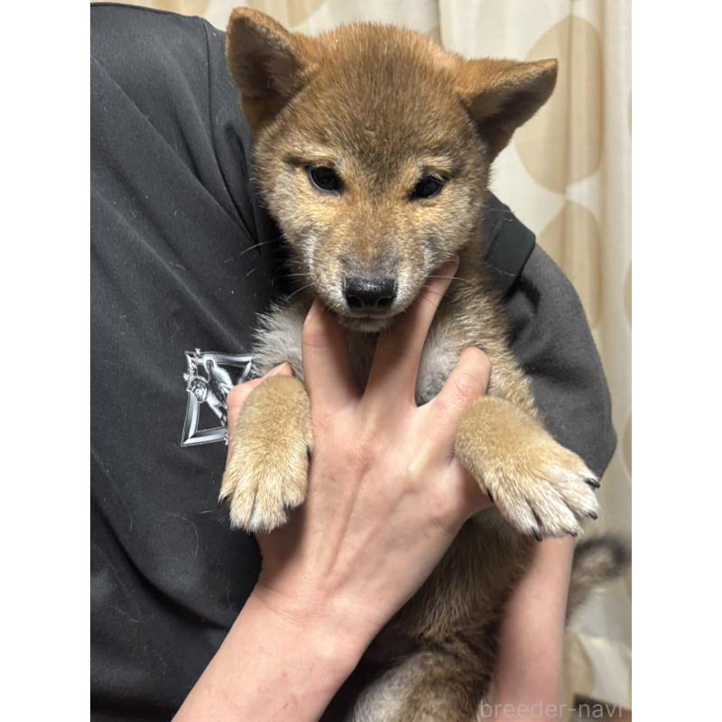 販売中の香川県の柴犬-433736の5枚目